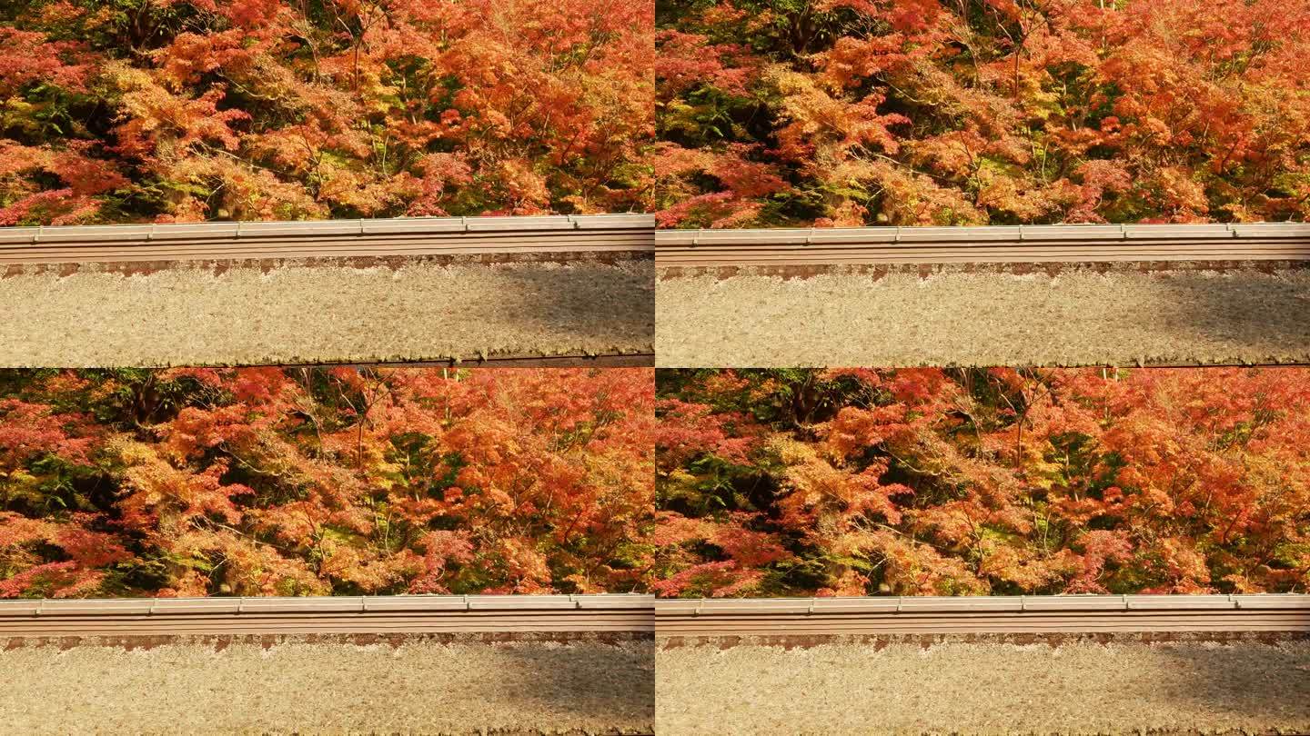 日本传统的神社屋顶，鲜艳的全彩色红橙色枫叶在日本秋天的树枝上微微移动