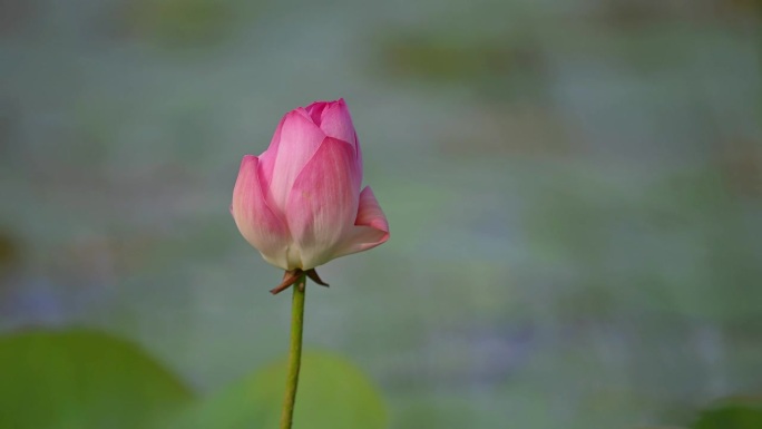 莲花特写