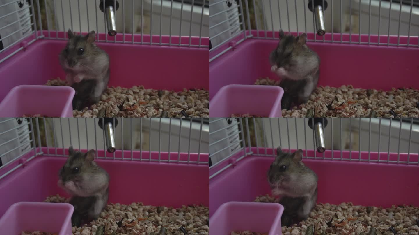 被关在粉色笼子里的保加利亚仓鼠。啮齿动物科。