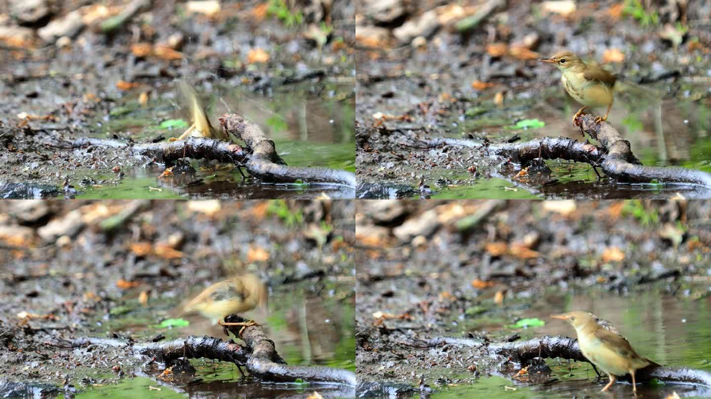 在洗澡的黄莺，Hippolais黄莺