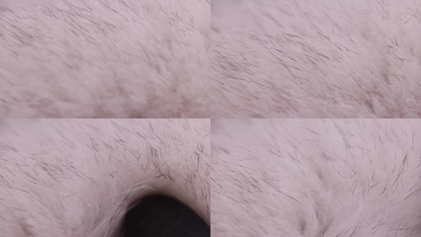 用手触摸由天然白色北极狐毛皮制成的毛皮大衣的一部分