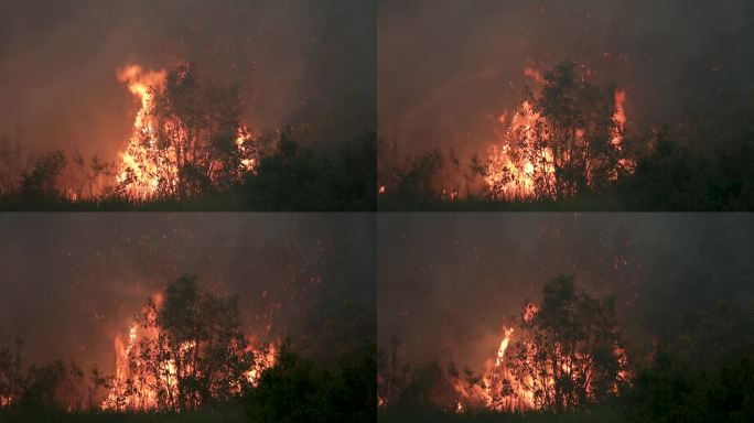 泥炭森林在夜间起火