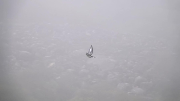 雪鸽在大雾天气中飞翔，尼泊尔，