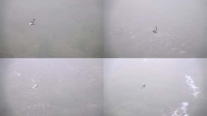 雪鸽在大雾天气中飞翔，尼泊尔，