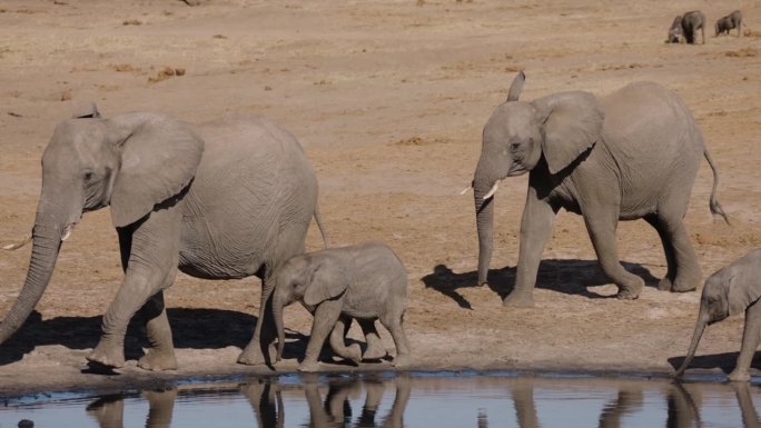 缓慢的运动。两只母象带着可爱的小象在水坑边散步喝水