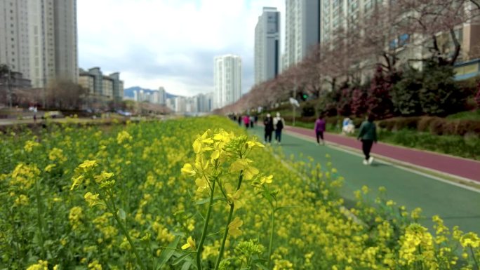 柳菜油菜花盛开在亚洲韩国釜山的温天川溪。