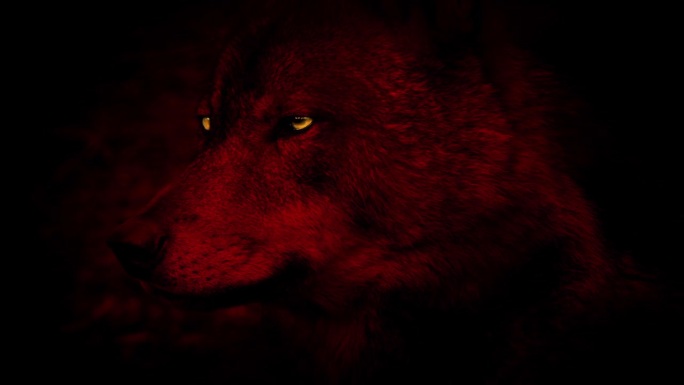 狼红与发光的眼睛侧视图