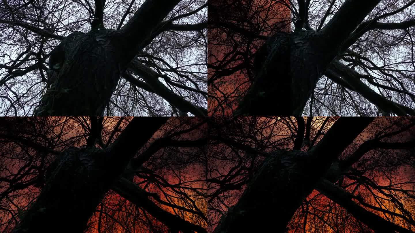 VFX天空替换森林火后面的树