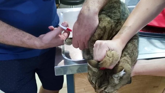 兽医正在割猫爪