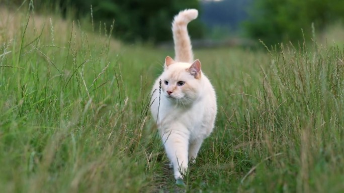 漂亮的白色胖猫走在草地上的镜头。