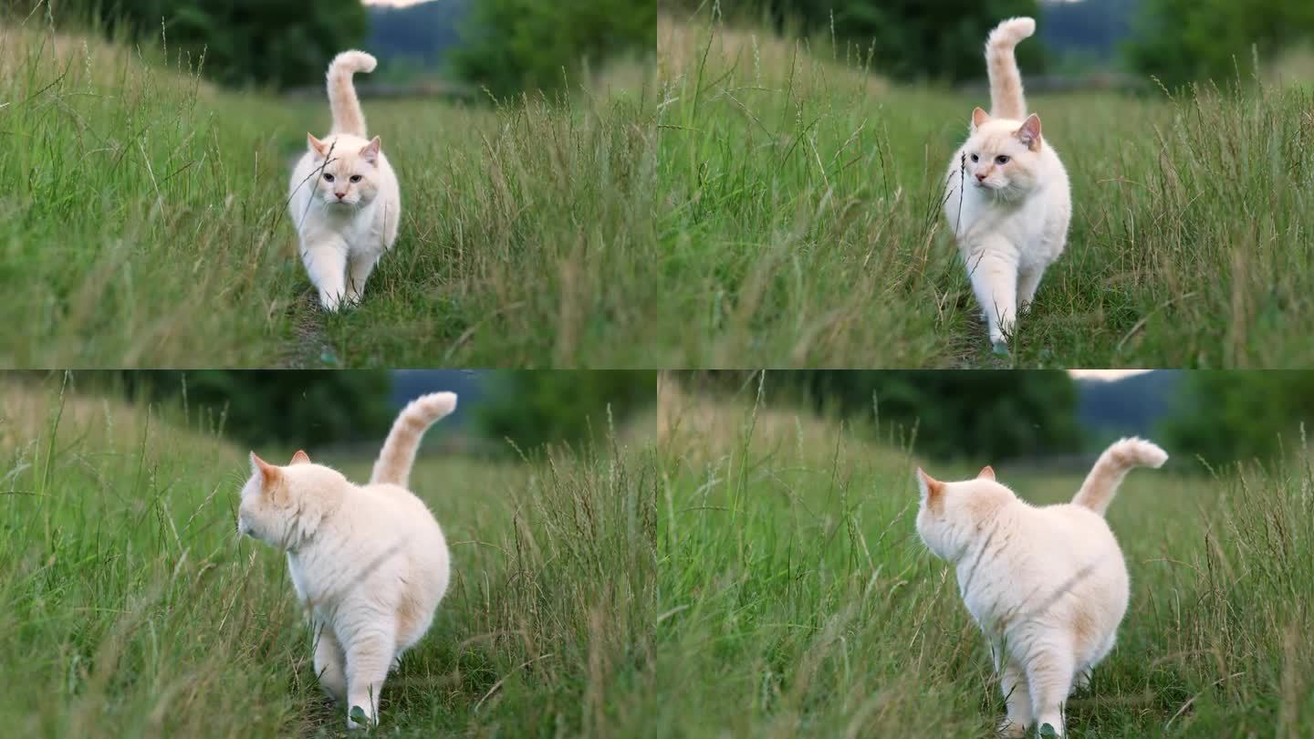 漂亮的白色胖猫走在草地上的镜头。