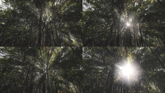 森林里绿树成荫树林林场阳光逃过密林
