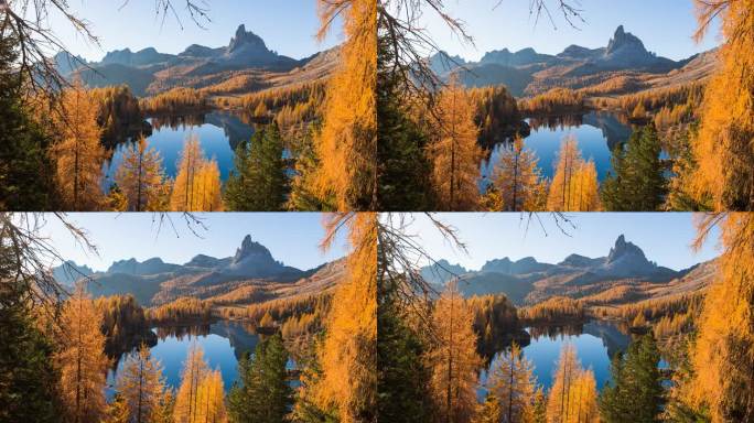 美丽的山湖景观，金色的落叶松在秋天