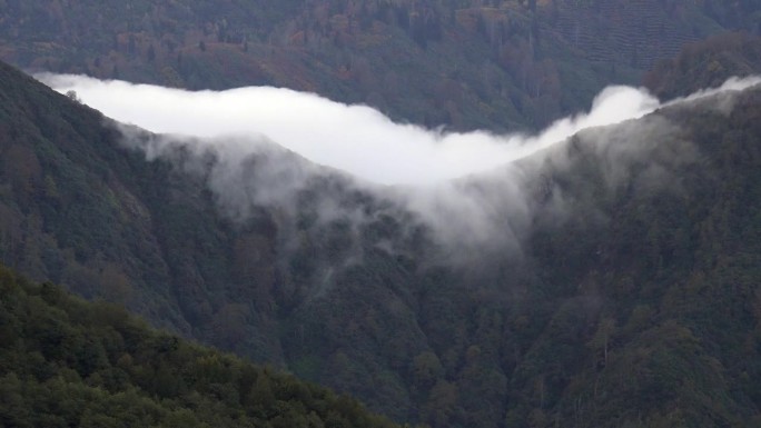 时间流逝的雾翻滚在云瀑布运动的山脊上的树木繁茂的小山