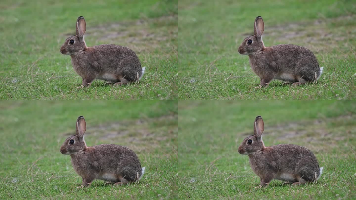 野兔很警觉，一动也不动