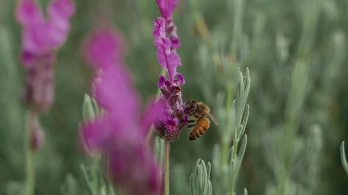 慢动作的蜜蜂慢动作录像慢速
