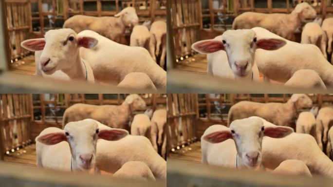 一只漂亮的羊在木圈里和其他羊一起看着镜头。这只羊看起来很健康。