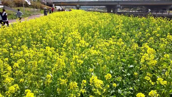 柳菜油菜花盛开在亚洲韩国釜山的温天川溪。