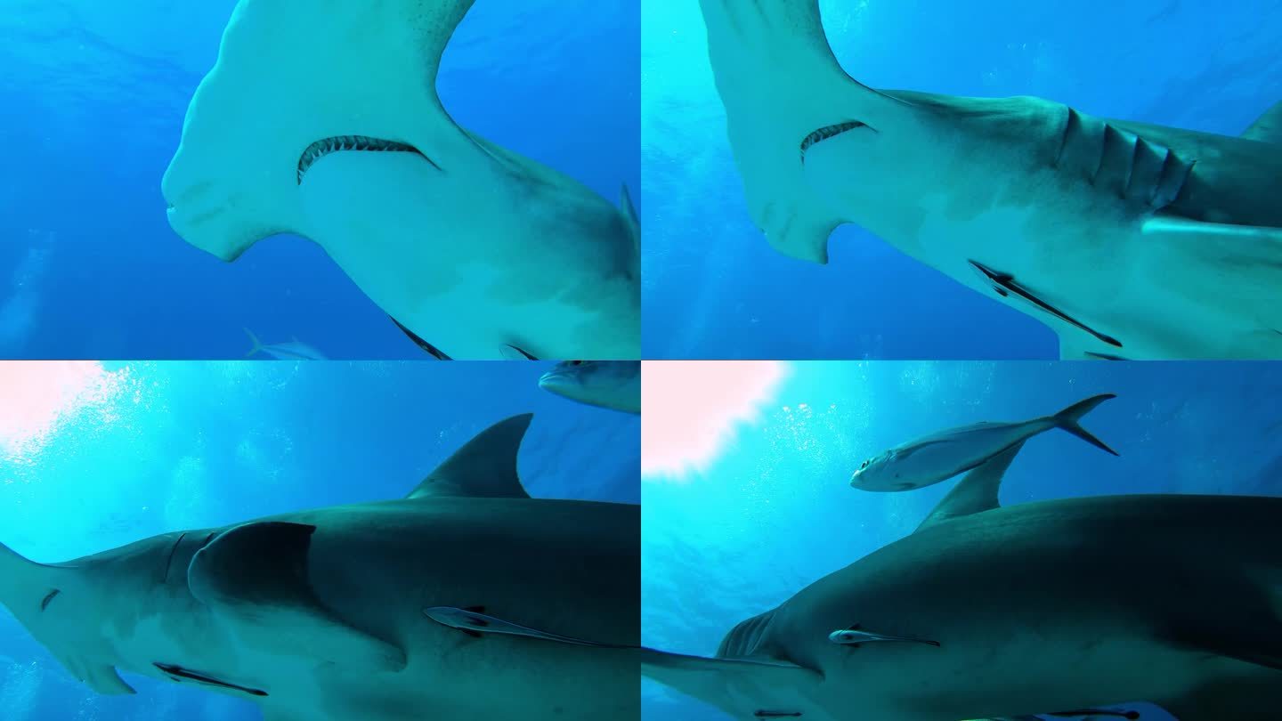 水下双髻鲨