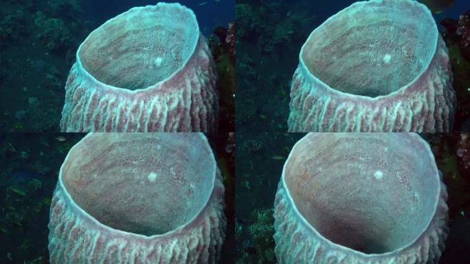 水下珊瑚虫的存在增加了水下环境的复杂性。