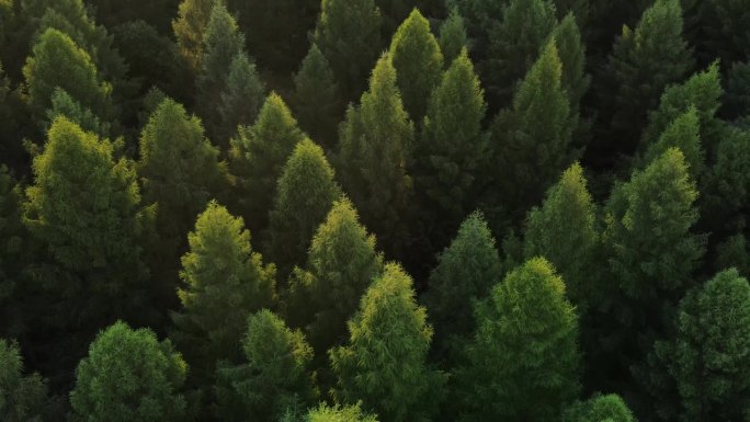 运动之旅直升机日落时壮丽的绿色森林景色。大木材松树和冷杉在伟大的野生自然。夏日森林景观鸟瞰图。野生动