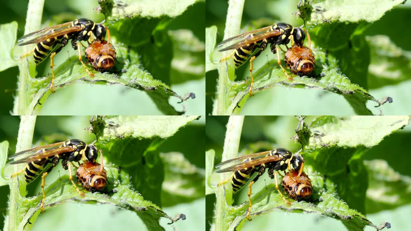 在4K视频中黄蜂吃虫子。特写镜头。