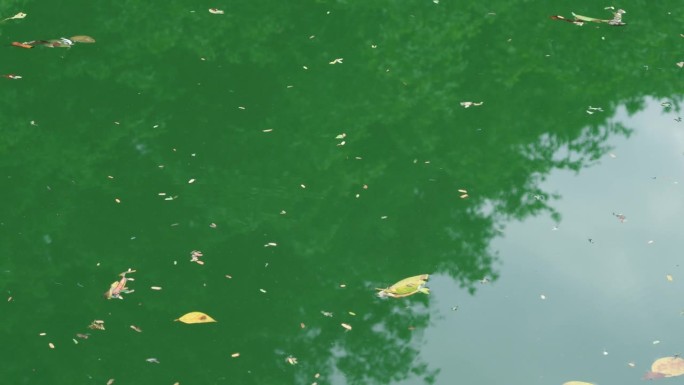 漂浮在水面上的落叶