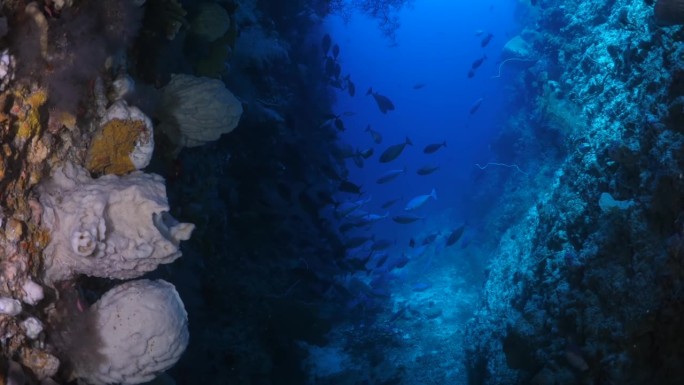 彩色珊瑚礁背景。Unerwater洞穴。