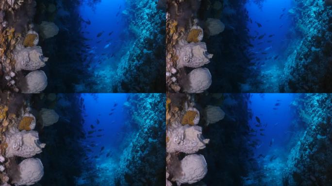 彩色珊瑚礁背景。Unerwater洞穴。