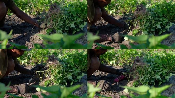 农民收获红薯农作物土地挖红薯