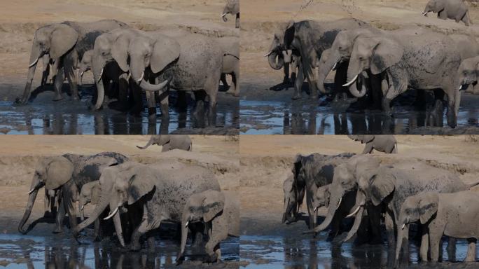 慢镜头特写。一群正在繁殖的大象在水坑边往自己身上喷泥巴
