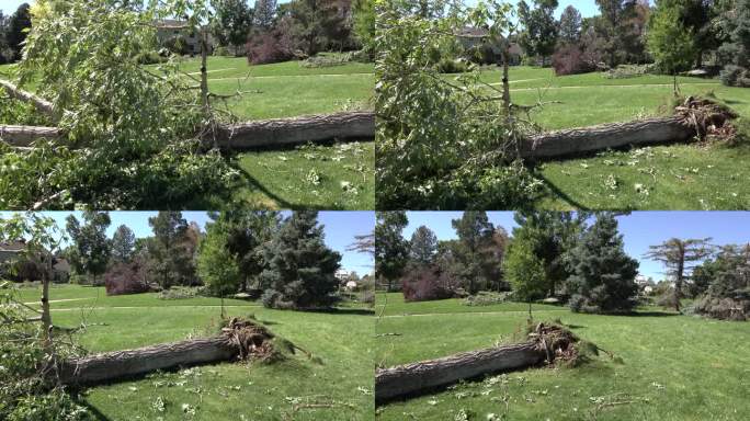 龙卷风将科罗拉多州高地牧场受损的树木连根拔起