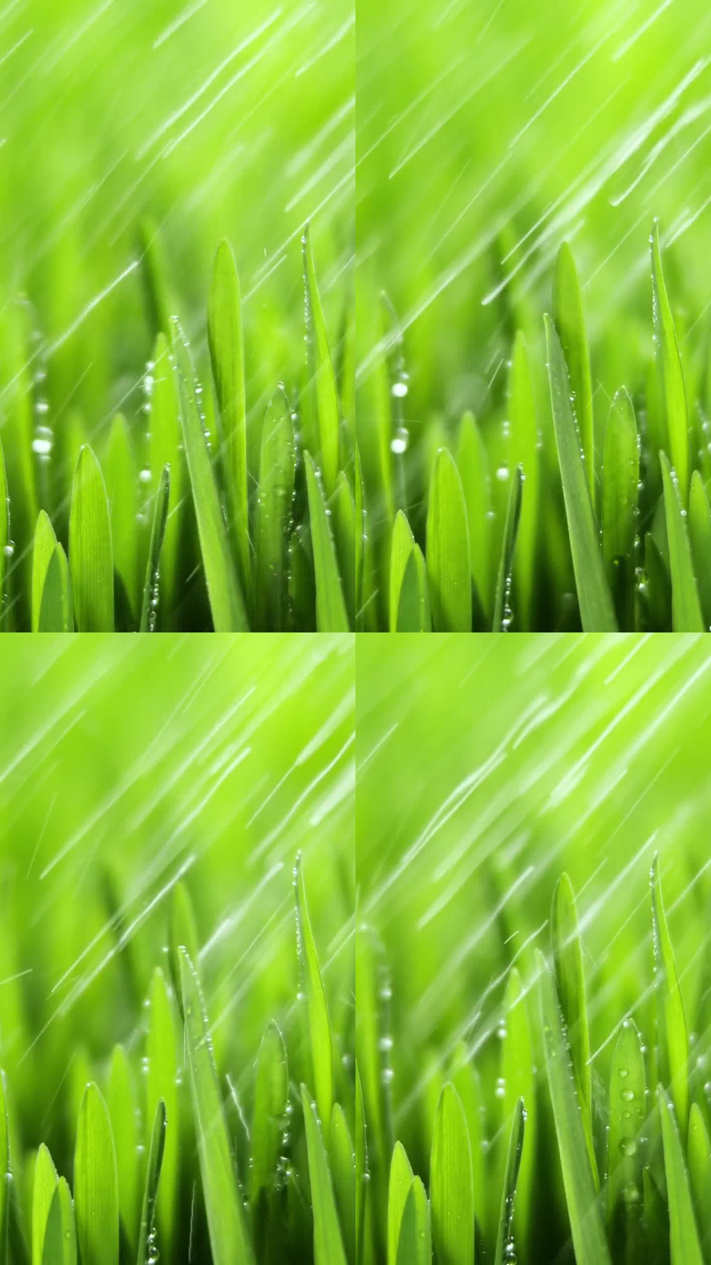 竖屏:阳光照射下，风吹，绿草上的晨露。仲春时节的阴雨天气。纯粹的自然，为社交媒体拍摄。