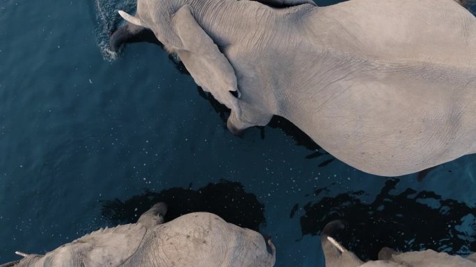直下航拍超特写。大象在水坑喝水