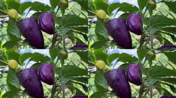 藤上的紫色灯笼椒。