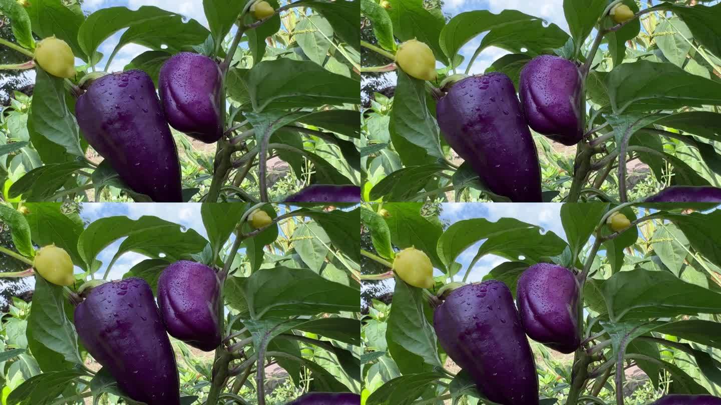 藤上的紫色灯笼椒。