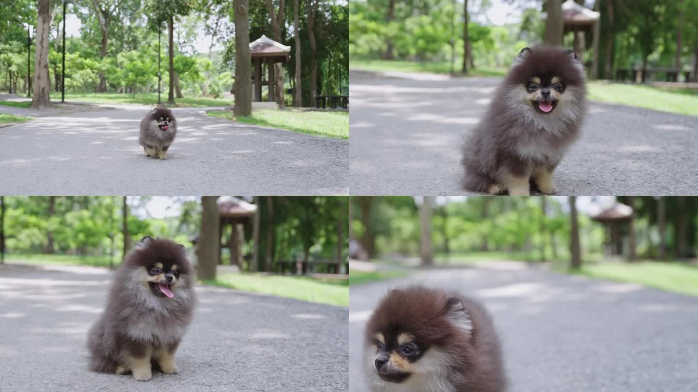 博美犬走在公园的人行道上。