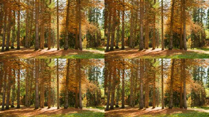 超现实的秋林秋天树林秋色视频素材