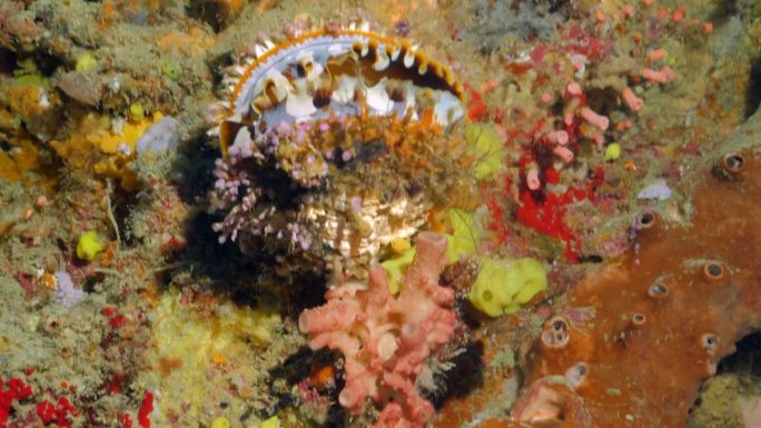 厚重而色彩斑斓的外壳，身份不明的双壳类(软体动物)在卡帕莱关闭