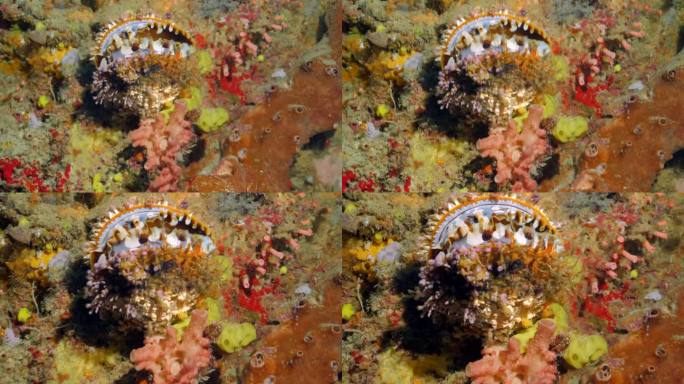 厚重而色彩斑斓的外壳，身份不明的双壳类(软体动物)在卡帕莱关闭