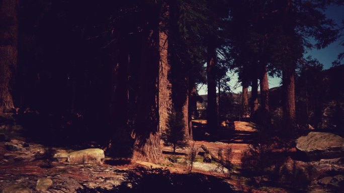红杉树林在夕阳的余晖中熠熠生辉