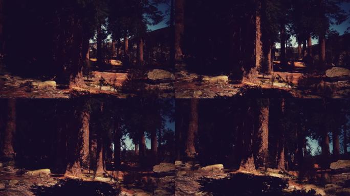 红杉树林在夕阳的余晖中熠熠生辉