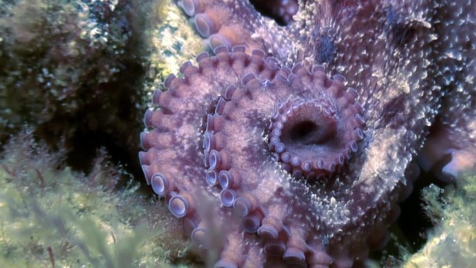 日本海水下章鱼的伪装策略。