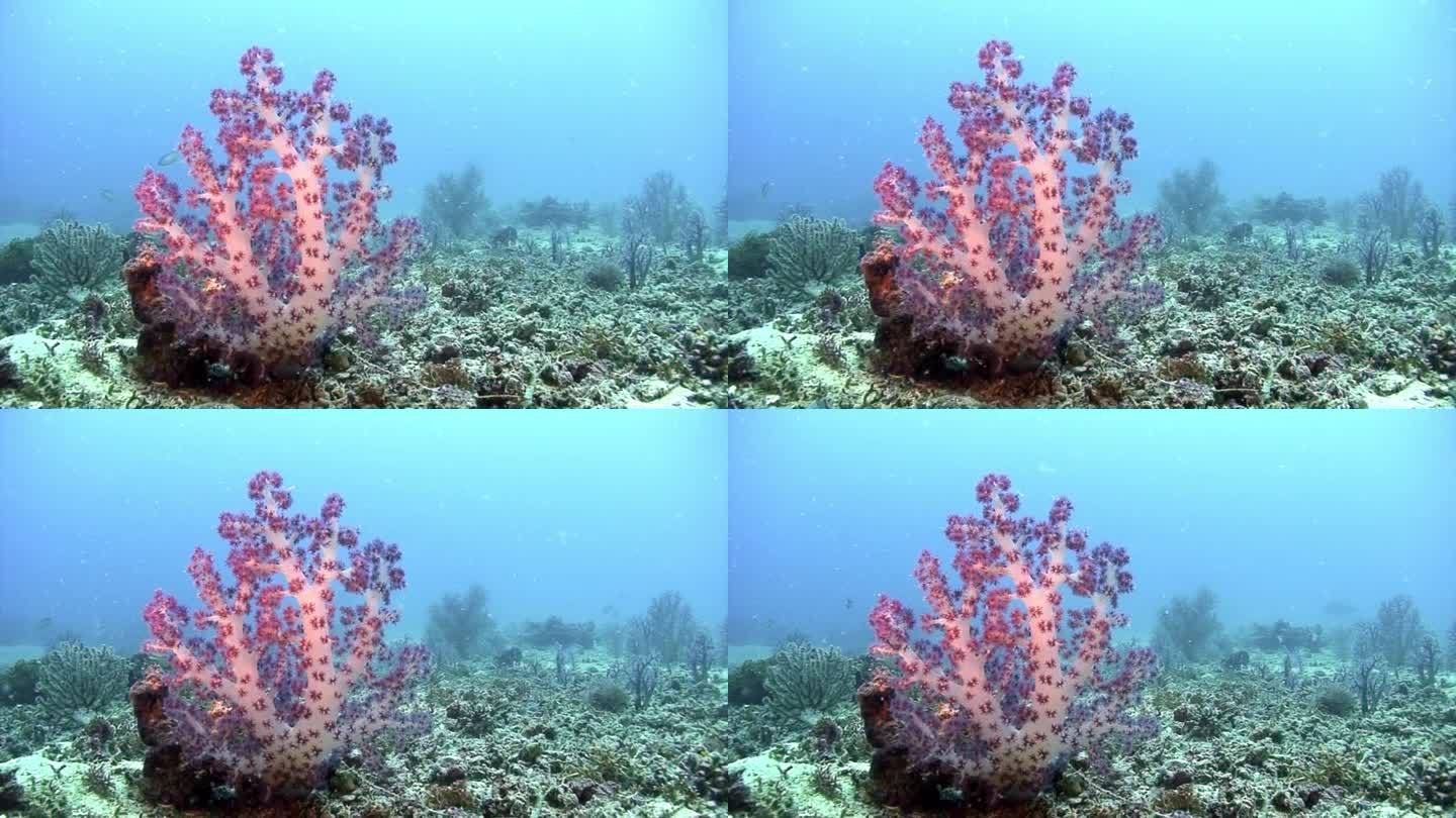 令人惊叹的美丽珊瑚在清澈清澈的水下海水。