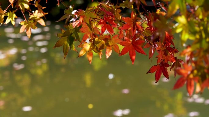 鱼在池塘里跳跃的4K视频，还有秋天的叶子