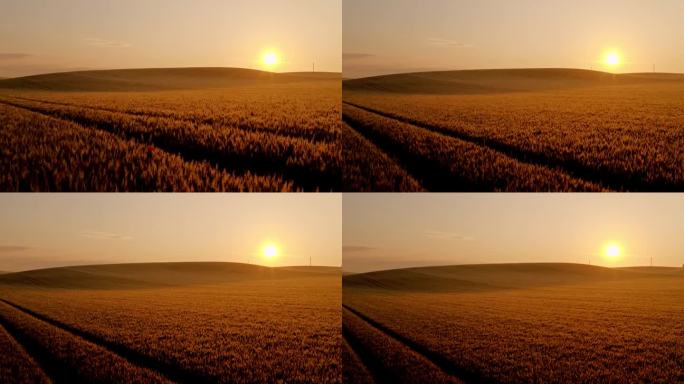 夕阳下金色麦田的航拍照片