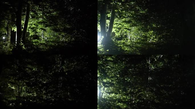 一束光在夜间扫过森林