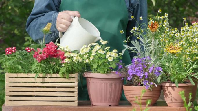 在花园里种花。浇花