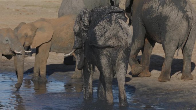 慢动作特写，一头大象在水坑边往自己身上喷泥水，背景是大象