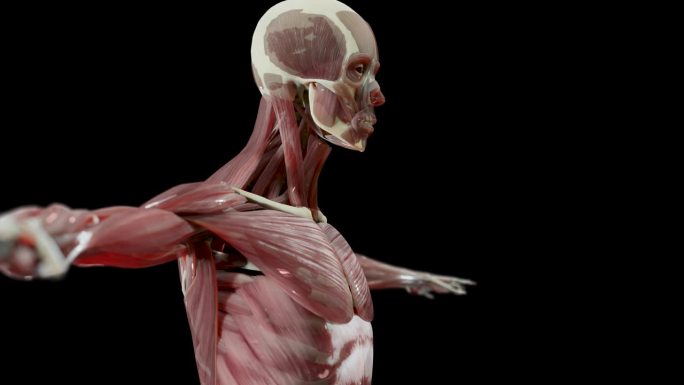 人体解剖学，肌肉，器官，骨骼。创意调色板，设计师细节，非结构化显示部分，上半身肌肉，医学精确循环动画